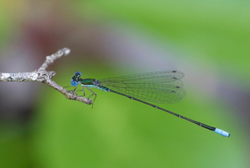 Nehalennia gracilis, male